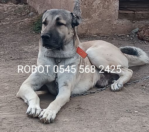  Yetişkin Kangal Köpek Satışı